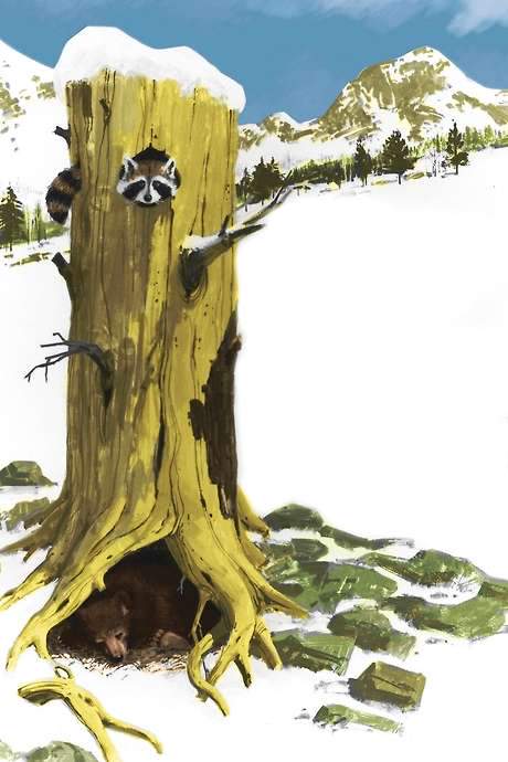 A Tale of Two Critters